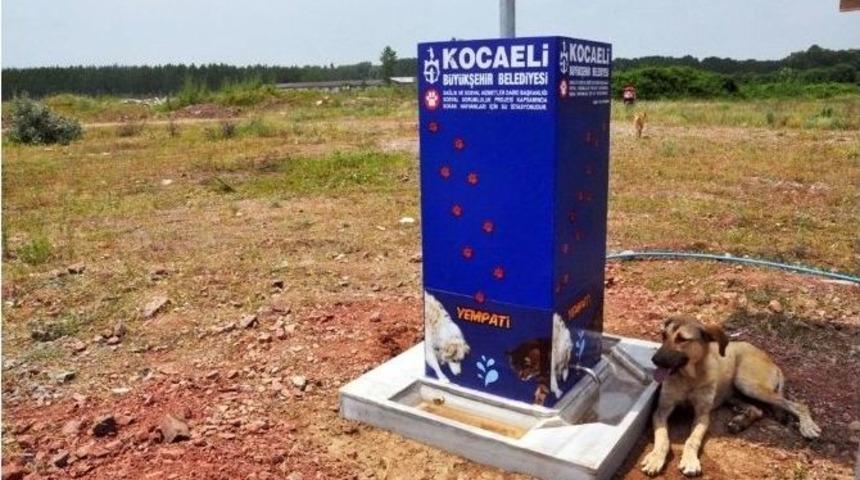 B&uuml;y&uuml;kşehir Belediyesi&rsquo;nden, Sokak Hayvanlarına Yardım Eli