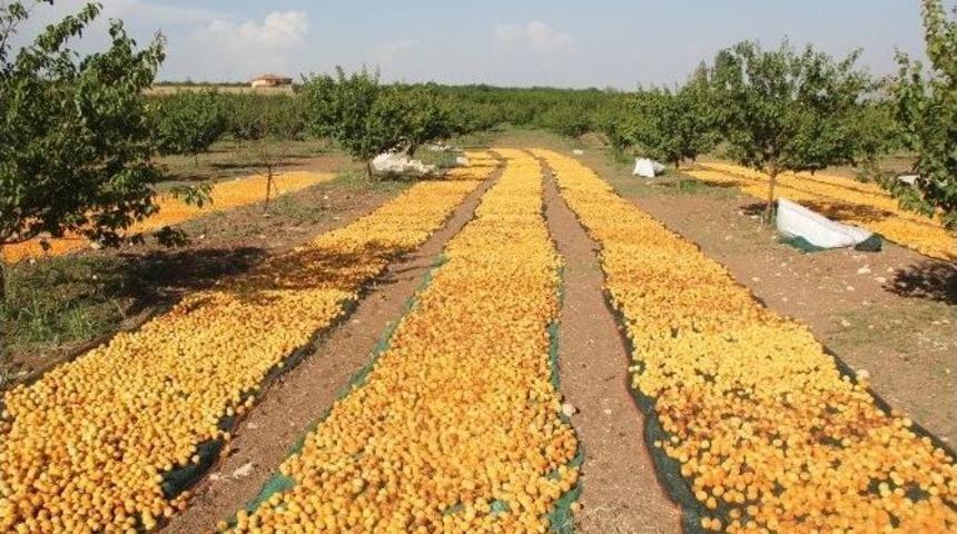 Don Ve Doludan Sonra Kayısı Yağmura Teslim Oldu