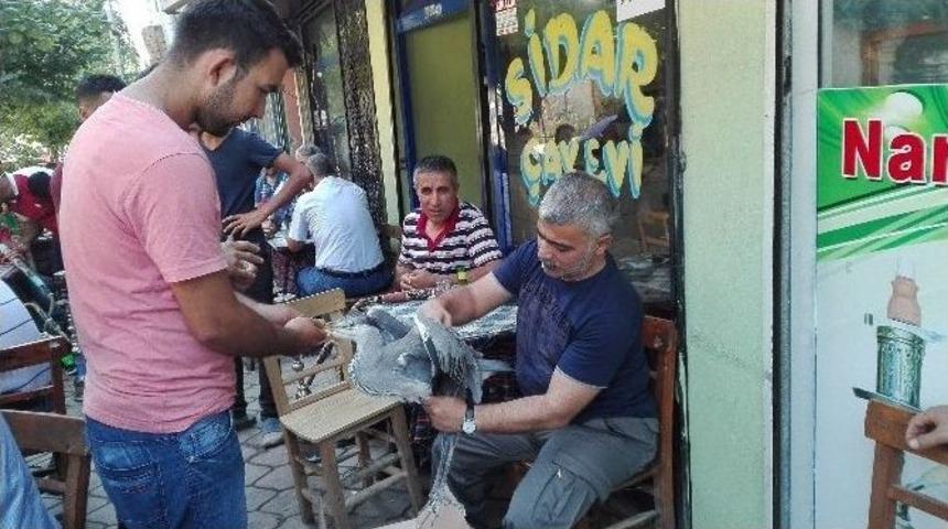 Yuvadan D&uuml;şen Yavru Gri Balık&ccedil;ıl Kuşu Koruma Altına Alındı