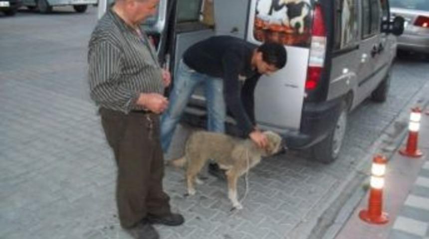 Emet&rsquo;de Sokak K&ouml;peklerine Aşı