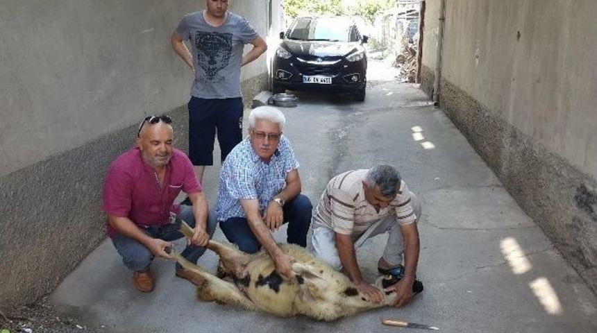 Atat&uuml;rk Havalimanı Saldırısında Yaralanan G&uuml;mr&uuml;k Muhafaza Memuru Kurban Kesilerek Karşılandı