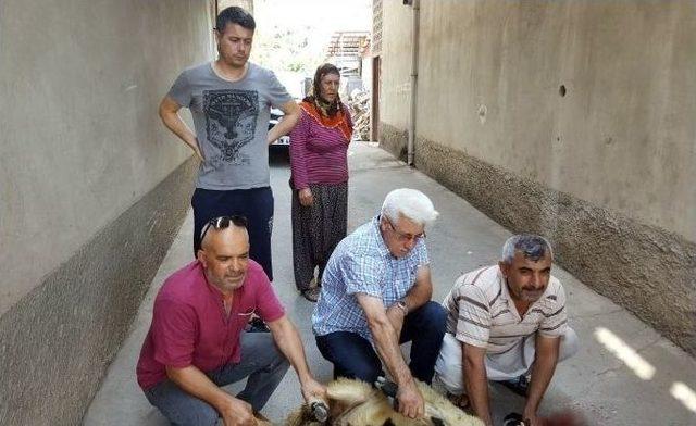 Atatürk Havalimanı Saldırısında Yaralanan Gümrük Muhafaza Memuru Kurban Kesilerek Karşılandı