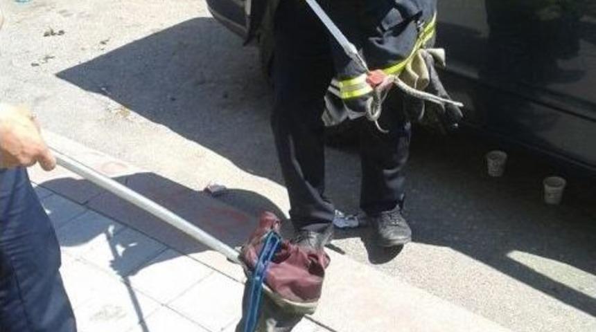 İtfaiye&rsquo;den Yılan Operasyonu