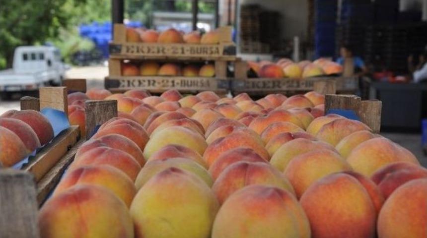 Şeftalinin Fiyatı, &Uuml;reticiyi Memnun Etmedi