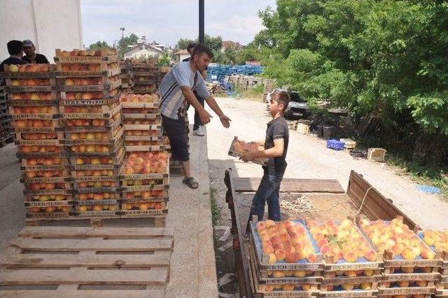 Şeftalinin Fiyatı, Üreticiyi Memnun Etmedi