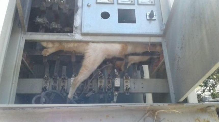 Trafoya Giren Kedi Telef Oldu