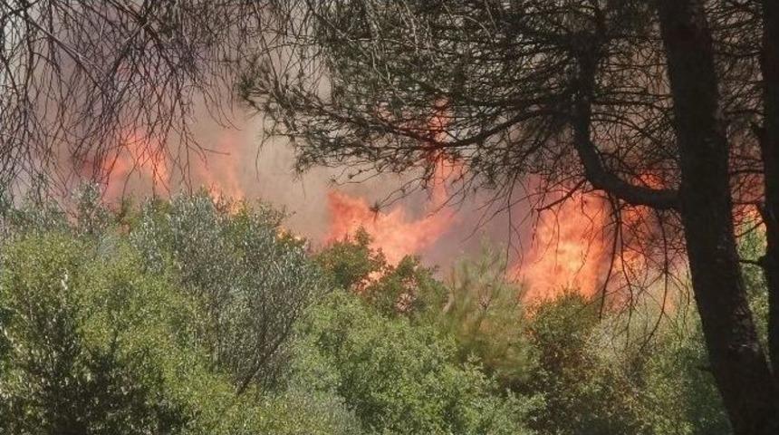 &Ccedil;anakkale&rsquo;de Orman Yangını