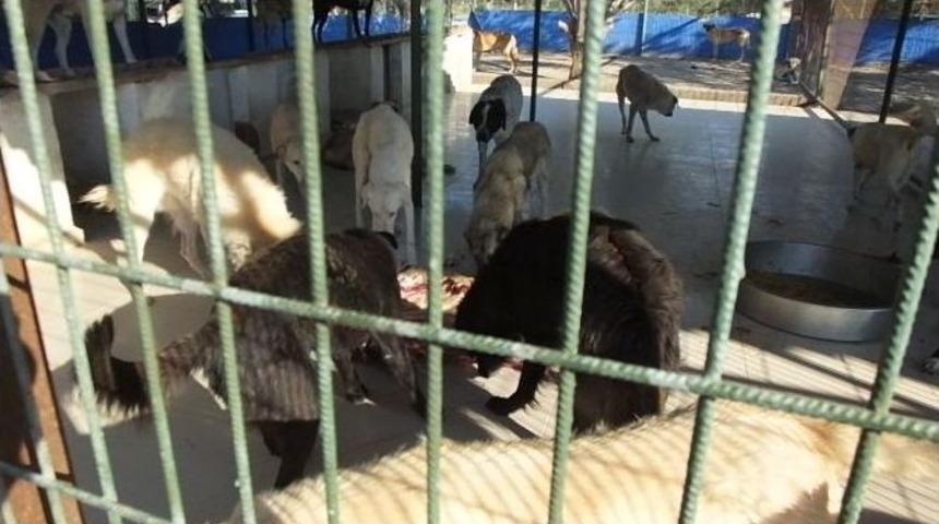 Ka&ccedil;ak Etler K&ouml;peklere Yaradı