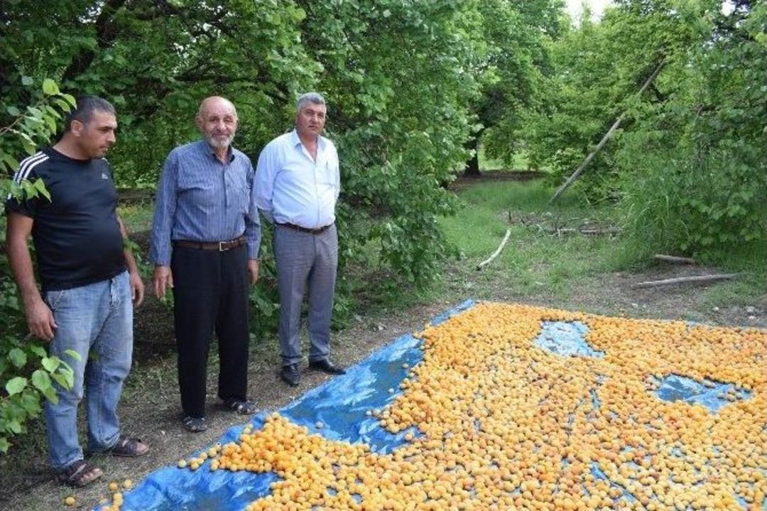 Ak&ccedil;adağ&rsquo;da Kayısılar B&uuml;y&uuml;k Zarar G&ouml;rd&uuml;