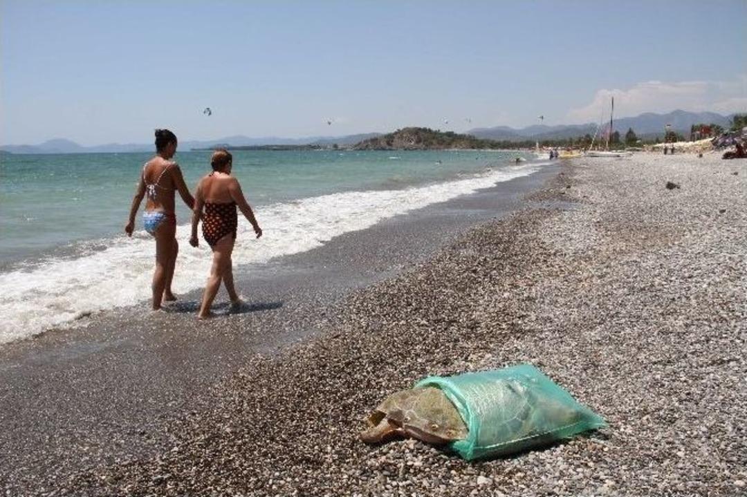 Fethiye&rsquo;de &Ouml;l&uuml; Caretta Caretta Sahile Vurdu