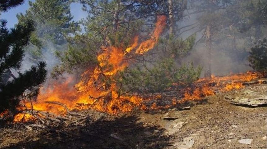 Aydın&rsquo;da Orman Yangını