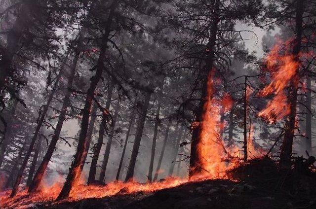 Aydın’da Orman Yangını