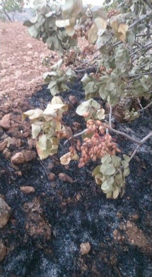 Halfeti’de Fıstık Tarlasındaki Ağaçlar Ateşe Verildi