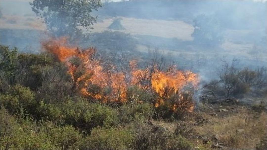 Balıkesir&rsquo;de Orman Yangınları Korkuttu