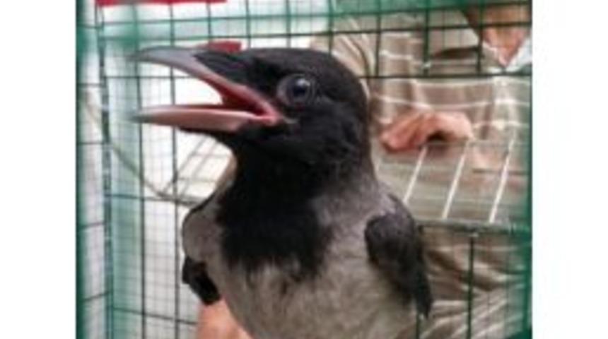 Yavru Kargaya Şefkat Eli