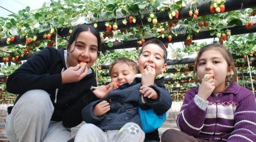 Rusya İle Barış, Silifkeli &Uuml;reticileri Sevindirdi