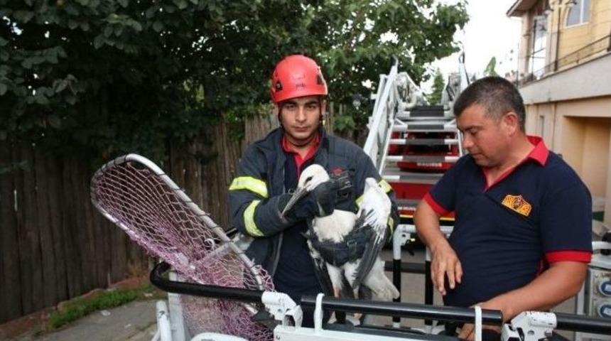 Cami Minaresindeki Yuvasından D&uuml;şen Leylek İtfaiye Tarafından Kurtarıldı