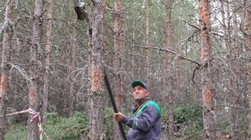 Ormanların Bakım Timleri İş Başında