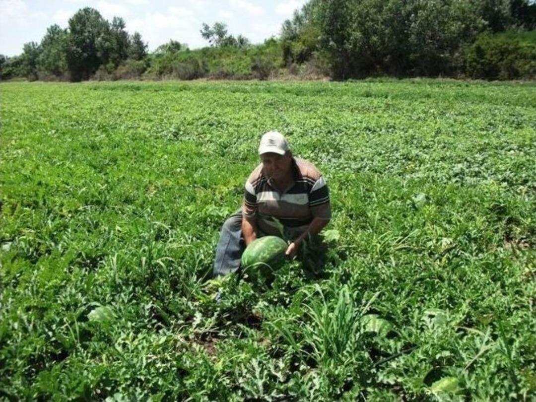 Uzunk&ouml;pr&uuml;&rsquo;de Karpuz Hasadı