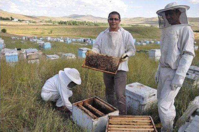 Arılar Bal İçin Uçmaya Başladı