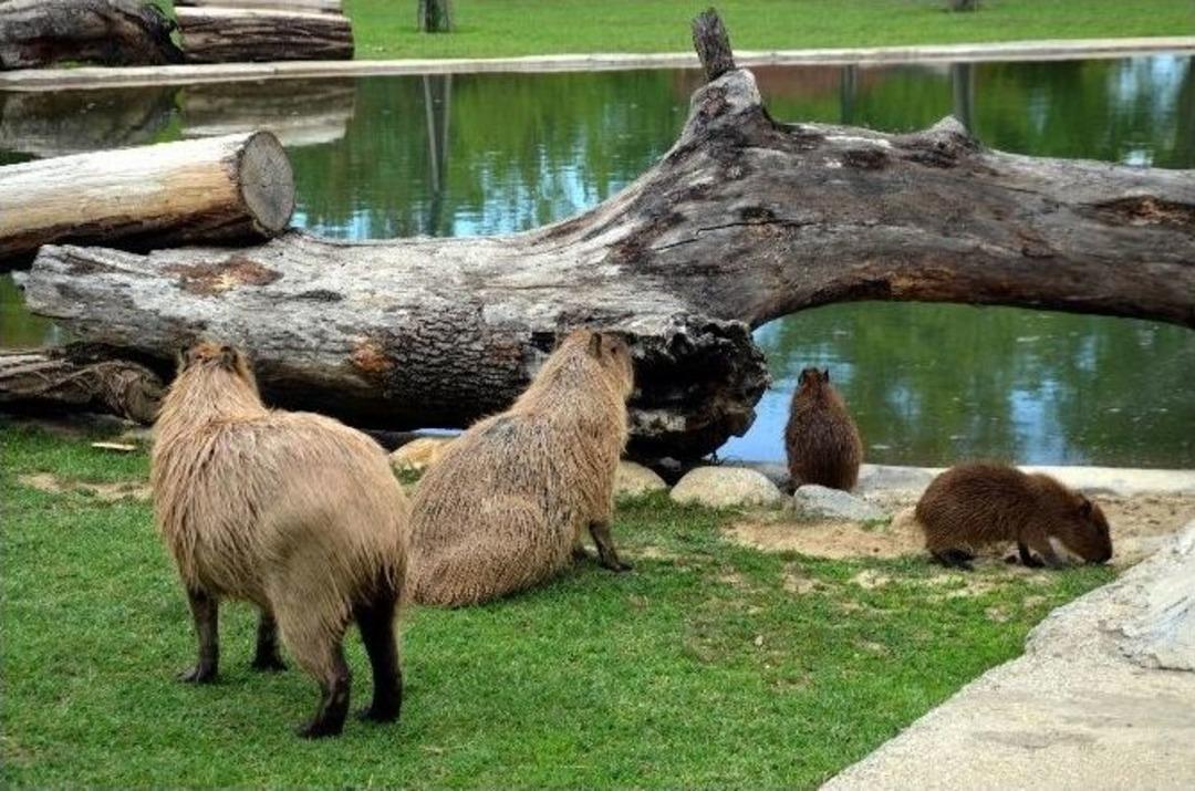 Yavru Kapibaralar Bursa&rsquo;yı Şenlendirdi