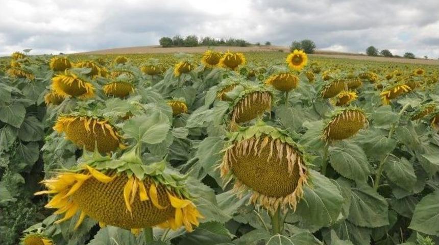 Yağlık Ay&ccedil;i&ccedil;eği &Ccedil;ift&ccedil;inin Y&uuml;z&uuml;n&uuml; G&uuml;ld&uuml;recek