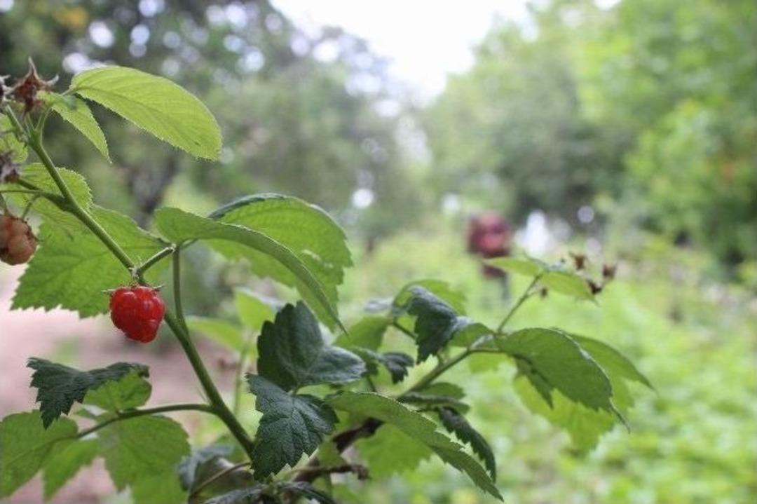 Ahududu Y&uuml;z G&uuml;ld&uuml;rd&uuml;