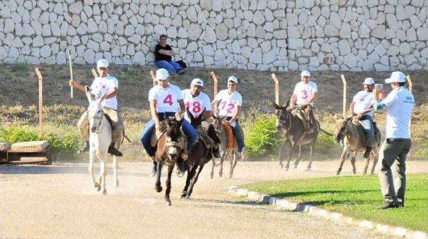 "eşeğe D&uuml;z Binme", "eşeğe Ters Binme" Ve "en G&uuml;zel G&ouml;zl&uuml; Eşek" Yarışmaları