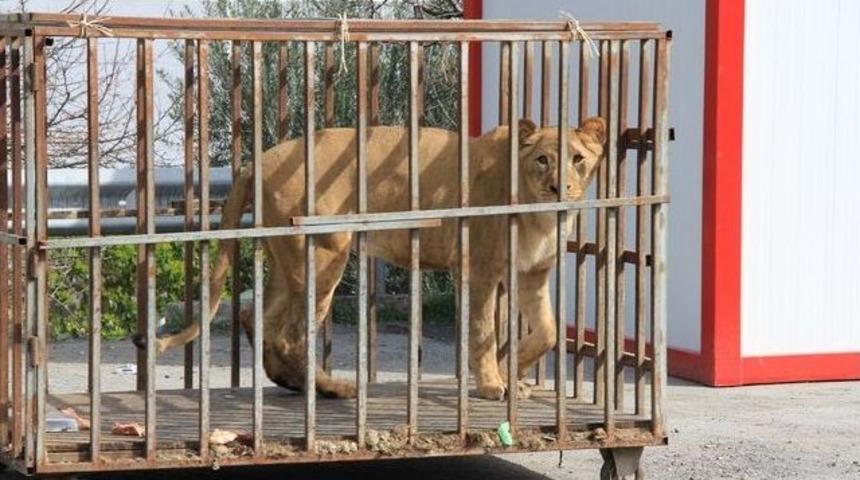 Esenyurt&rsquo;ta Avm Bah&ccedil;esinde Aslan Ve Ayı Bulundu