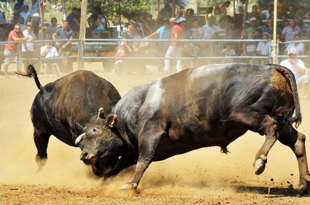 Boğalar Arenaya Sığmadı