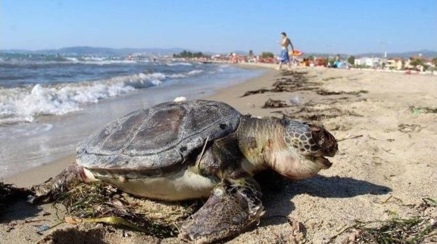 Kuşadasında İki Deniz Kaplumbağası Sahile Vurdu