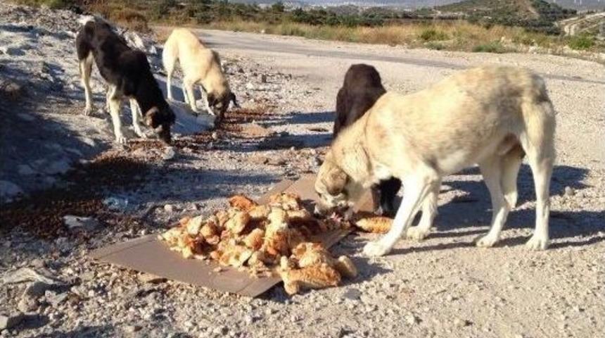 &Ccedil;esal, &Ccedil;eşme&rsquo;de Sokak K&ouml;peklerine Sahip &Ccedil;ıktı