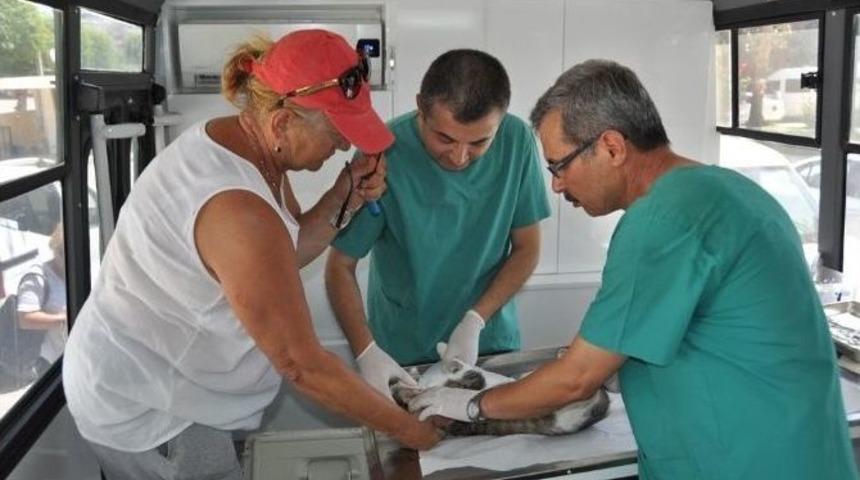 Alanya Belediyesi Mobil Kısırlaştırma &Uuml;nitesi &Ccedil;alışmalarına Devam Ediyor