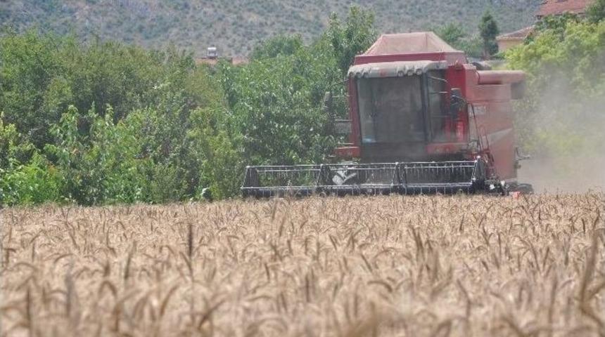 Buğday Hasadı Bereketli Başladı