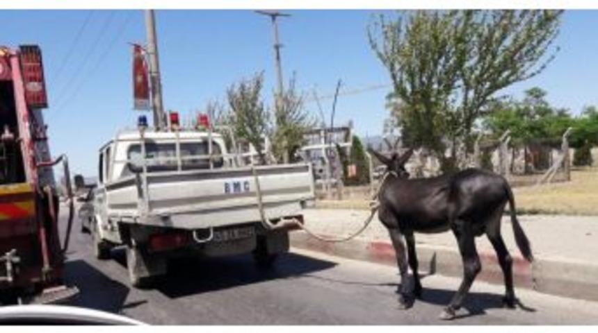 Manisa&rsquo;da Eşeğe Kamyonetli Eziyet