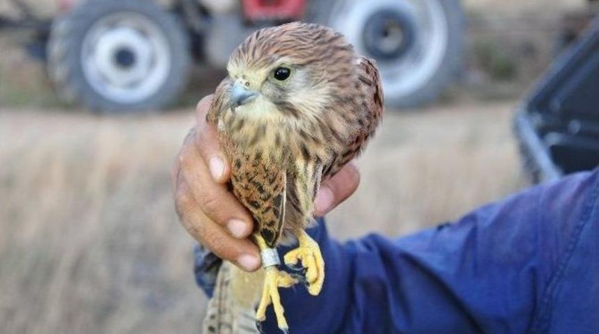Elbistan&rsquo;da Bulunan Kuşu &lsquo;israil Ajanı&rsquo; Sandılar
