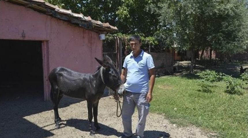 Eşeği Kamyonetin Kasasına Bağlayarak &Ccedil;eken Bek&ccedil;i Konuştu: