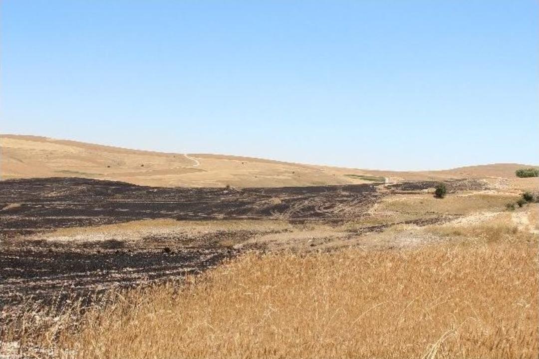 Anız Ateşi Y&uuml;zlerce D&ouml;n&uuml;m Ekili Araziyi Yaktı
