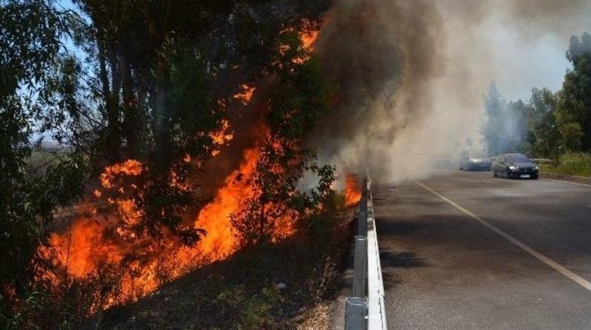 S&ouml;ke-milas Karayolunda İhmal Ağa&ccedil;ları K&uuml;l Etti