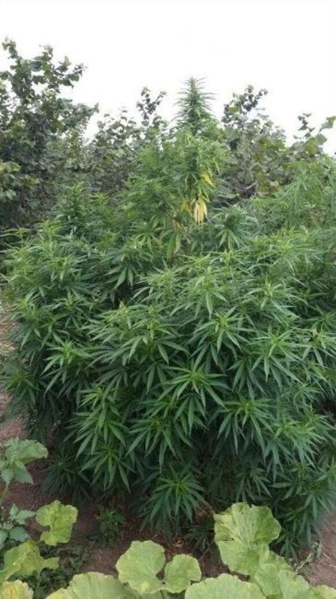 &Ccedil;arşamba&rsquo;da Esrar Operasyonu: 1 G&ouml;zaltı