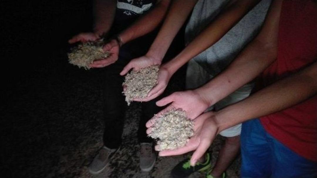 Birg&uuml;n Sineklerinin &lsquo;&ouml;l&uuml;m Dansı&rsquo; Başladı