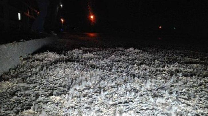 Birgün Sineklerinin ‘ölüm Dansı’ Başladı G1