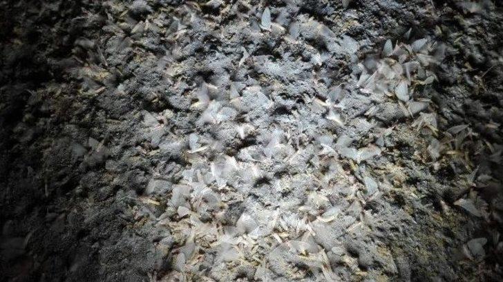 Birgün Sineklerinin ‘ölüm Dansı’ Başladı G3