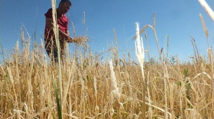 Dolu Yağışı 5 Bin D&ouml;n&uuml;m Araziye Zarar Verdi