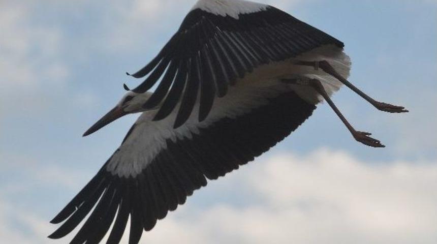 10 Bin Kilometre Sonra T&uuml;rkiye&rsquo;de Son Bulan Hayat