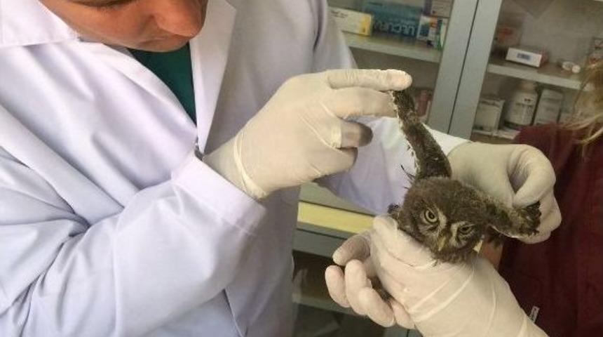 Yaralı Baykuş Koruma Altında