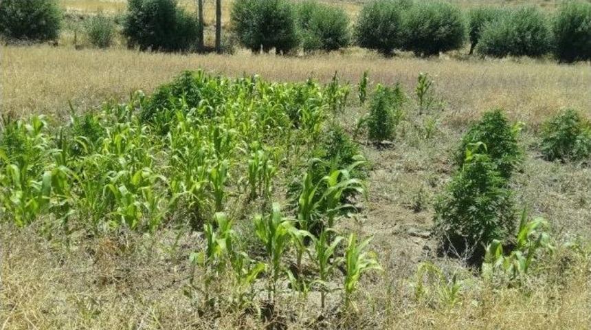 Mısır Tarlasına Esrar Operasyonu