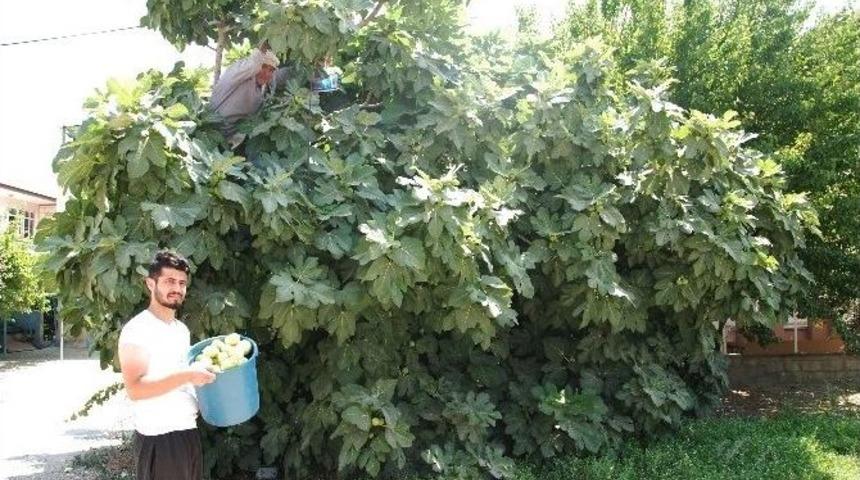 Silifke&rsquo;de İncir Hasadı Başladı