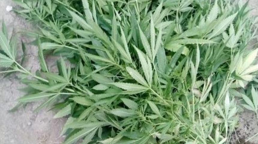 141 K&ouml;k Kenevirle Yakalandı, &ldquo;i&ccedil;iciyim&rdquo; Dedi