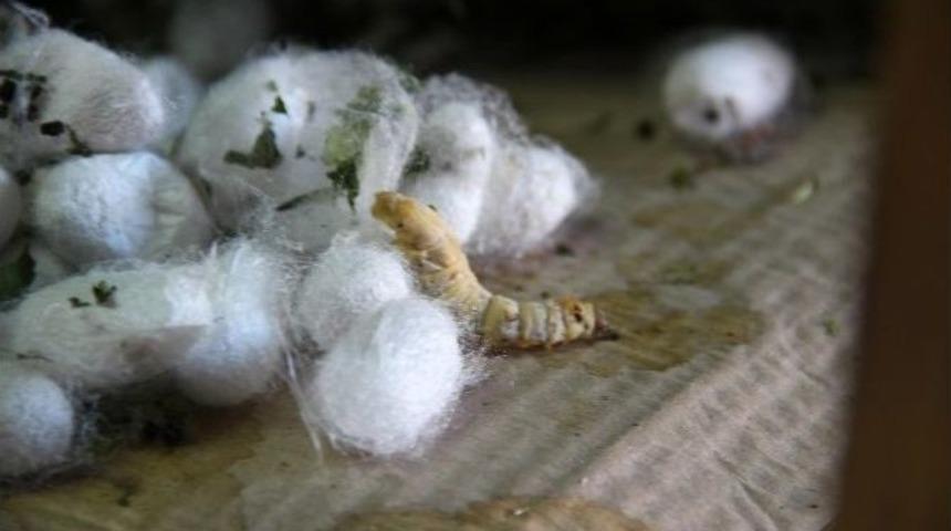 Edirne&rsquo;de İpek B&ouml;ceği İ&ccedil;in İlk Adım